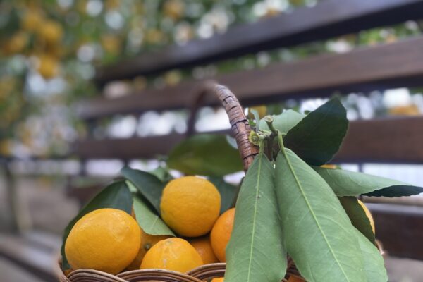 Подорож до Лимонарію 🍋