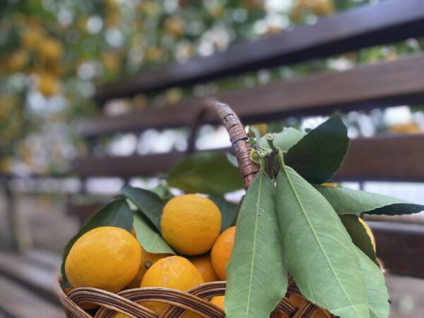 Подорож до Лимонарію 🍋